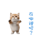 踊る！ダンス猫（繁体字）（個別スタンプ：15）