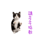 踊る！ダンス猫（繁体字）（個別スタンプ：16）