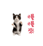 踊る！ダンス猫（繁体字）（個別スタンプ：17）