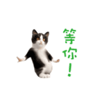 踊る！ダンス猫（繁体字）（個別スタンプ：20）