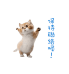 踊る！ダンス猫（繁体字）（個別スタンプ：21）