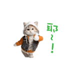 踊る！ダンス猫（繁体字）（個別スタンプ：23）