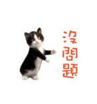 踊る！ダンス猫（繁体字）（個別スタンプ：24）