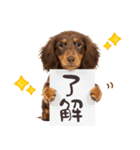 ゆるかわ！ダックスの日常スタンプ（個別スタンプ：5）