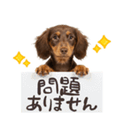 ゆるかわ！ダックスの日常スタンプ（個別スタンプ：6）