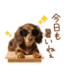 ゆるかわ！ダックスの日常スタンプ（個別スタンプ：8）