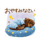 ゆるかわ！ダックスの日常スタンプ（個別スタンプ：9）