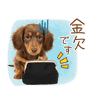ゆるかわ！ダックスの日常スタンプ（個別スタンプ：11）