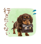 ゆるかわ！ダックスの日常スタンプ（個別スタンプ：17）