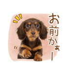 ゆるかわ！ダックスの日常スタンプ（個別スタンプ：18）