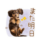 ゆるかわ！ダックスの日常スタンプ（個別スタンプ：19）