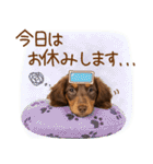 ゆるかわ！ダックスの日常スタンプ（個別スタンプ：24）