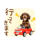 ゆるかわ！ダックスの日常スタンプ（個別スタンプ：25）