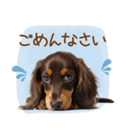ゆるかわ！ダックスの日常スタンプ（個別スタンプ：27）