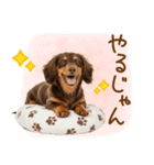 ゆるかわ！ダックスの日常スタンプ（個別スタンプ：30）
