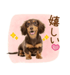ゆるかわ！ダックスの日常スタンプ（個別スタンプ：34）
