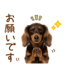 ゆるかわ！ダックスの日常スタンプ（個別スタンプ：37）
