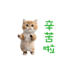 踊る！ダンス猫2（繁体字）（個別スタンプ：1）