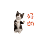 踊る！ダンス猫2（繁体字）（個別スタンプ：2）