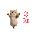踊る！ダンス猫2（繁体字）（個別スタンプ：3）