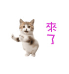 踊る！ダンス猫2（繁体字）（個別スタンプ：4）