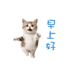 踊る！ダンス猫2（繁体字）（個別スタンプ：5）