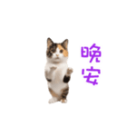 踊る！ダンス猫2（繁体字）（個別スタンプ：6）