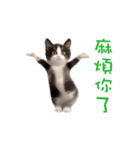 踊る！ダンス猫2（繁体字）（個別スタンプ：8）