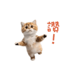 踊る！ダンス猫2（繁体字）（個別スタンプ：9）