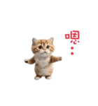 踊る！ダンス猫2（繁体字）（個別スタンプ：10）