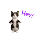 踊る！ダンス猫2（繁体字）（個別スタンプ：11）