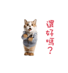 踊る！ダンス猫2（繁体字）（個別スタンプ：12）