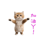 踊る！ダンス猫2（繁体字）（個別スタンプ：13）