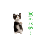 踊る！ダンス猫2（繁体字）（個別スタンプ：14）