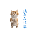 踊る！ダンス猫2（繁体字）（個別スタンプ：15）