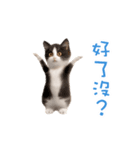 踊る！ダンス猫2（繁体字）（個別スタンプ：16）