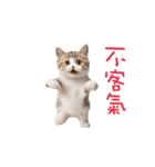 踊る！ダンス猫2（繁体字）（個別スタンプ：17）