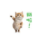 踊る！ダンス猫2（繁体字）（個別スタンプ：19）