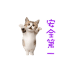踊る！ダンス猫2（繁体字）（個別スタンプ：20）