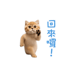 踊る！ダンス猫2（繁体字）（個別スタンプ：21）