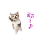 踊る！ダンス猫2（繁体字）（個別スタンプ：24）