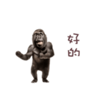 踊る！ダンスゴリラ（繁体字）（個別スタンプ：2）