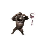 踊る！ダンスゴリラ（繁体字）（個別スタンプ：6）