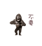 踊る！ダンスゴリラ（繁体字）（個別スタンプ：13）