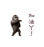 踊る！ダンスゴリラ（繁体字）（個別スタンプ：15）
