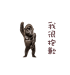 踊る！ダンスゴリラ（繁体字）（個別スタンプ：20）