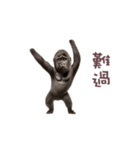 踊る！ダンスゴリラ（繁体字）（個別スタンプ：22）