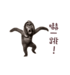 踊る！ダンスゴリラ（繁体字）（個別スタンプ：24）