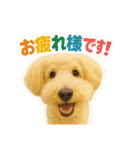 OKOGEとTOFUのよく使う言葉すたんぷ（個別スタンプ：5）
