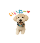 OKOGEとTOFUのよく使う言葉すたんぷ（個別スタンプ：14）